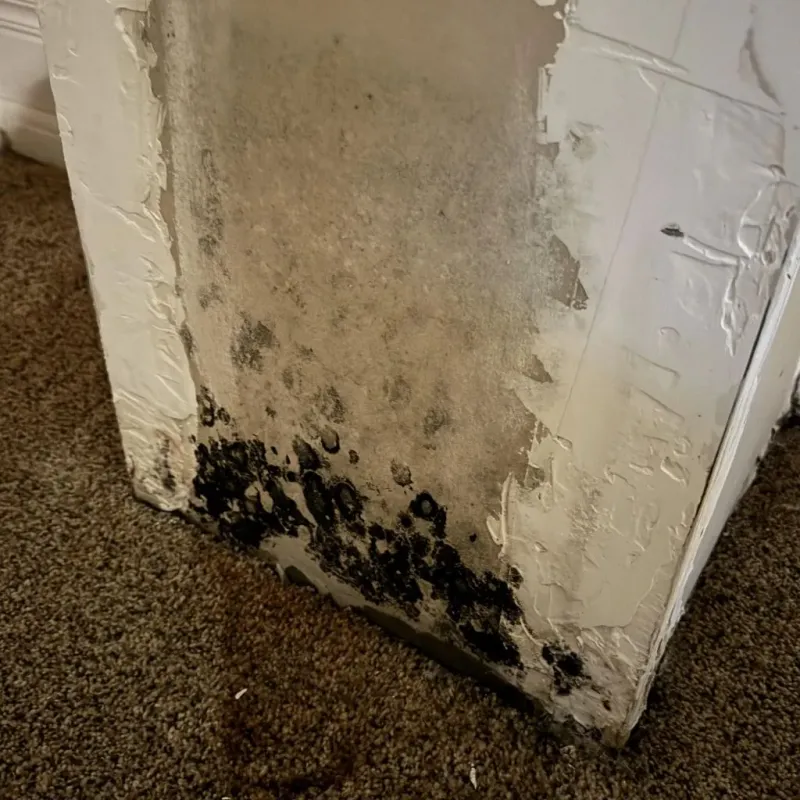 Professional Mold Removal in New Kingman-Butler, AZ